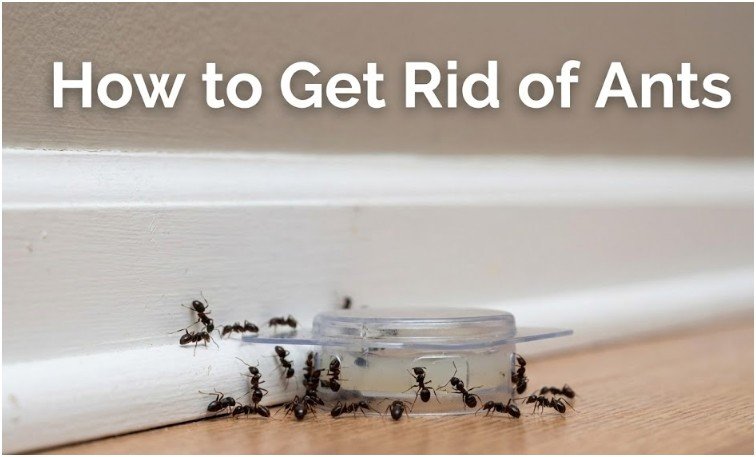 How to Get Rid of Ants Permanently by Targeting the Colony
