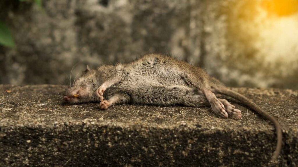 What Does a Dead Rat Symbolize Spiritually