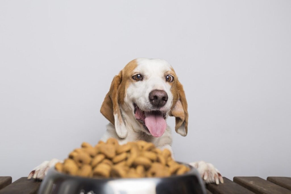 What Makes Open Farm Dog Food Different