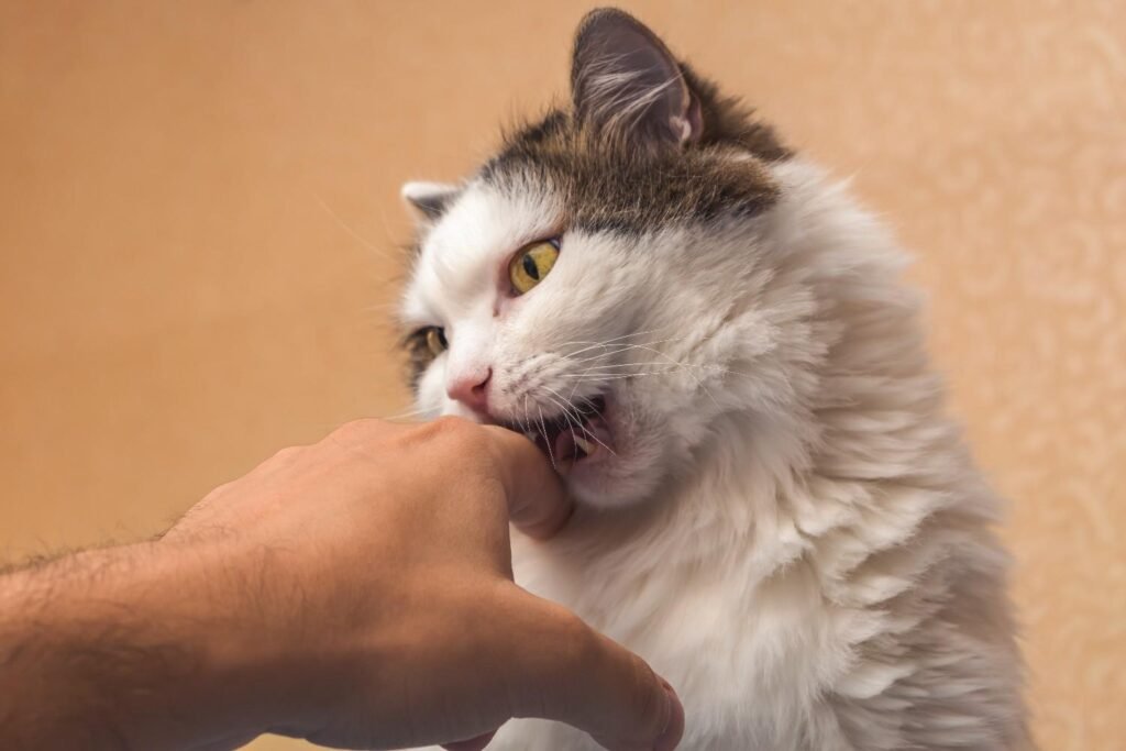 What Your Cat Is Really Saying When They Lick You