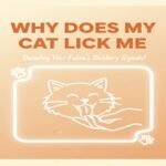 Why Does My Cat Lick Me A Complete Expert Explanation