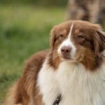 Red Merle Australian Shepherd Breed Facts, Traits, and Care