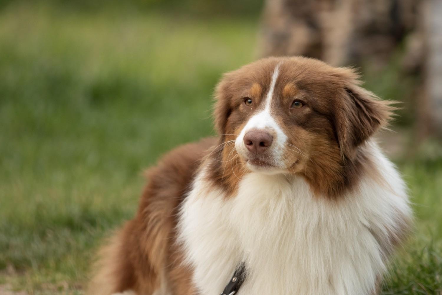 Red Merle Australian Shepherd: Breed Facts, Traits, and Care