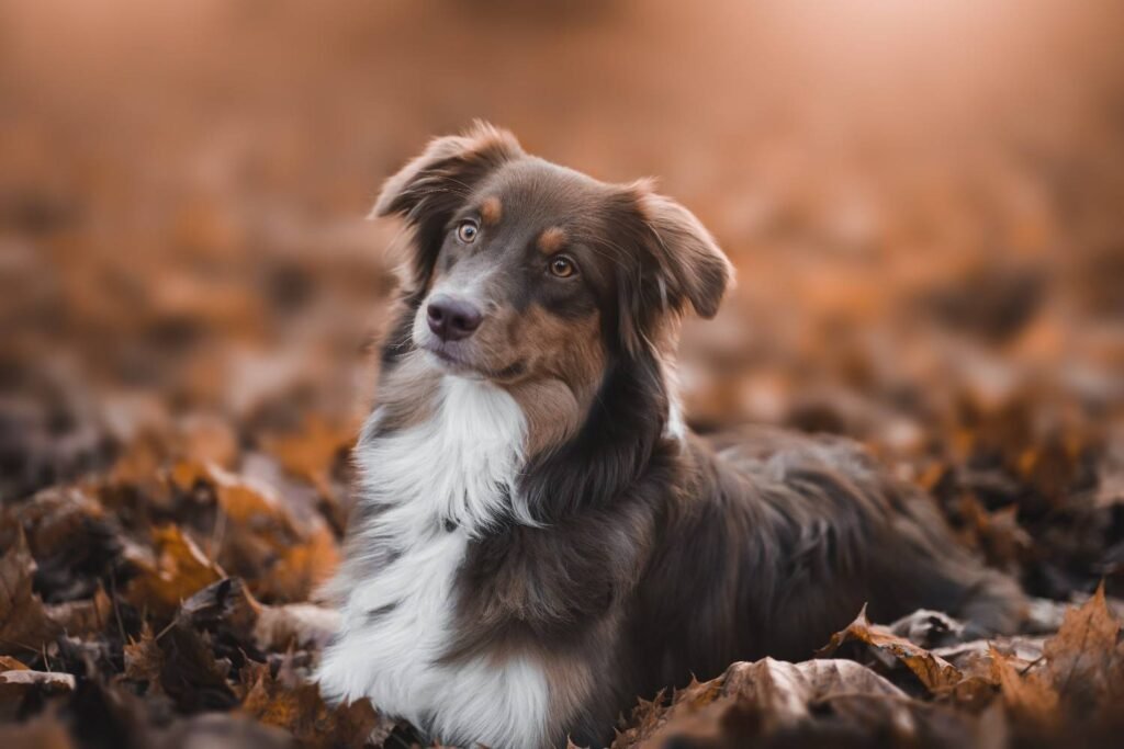 Red merle Aussies are highly trainable